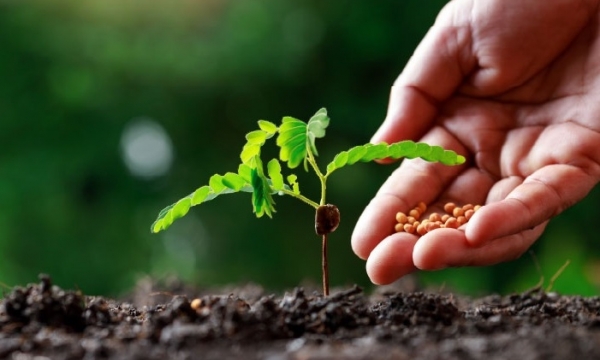 Giá phân bón hôm nay 4/11: Các đại lý nhập hàng hạn chế