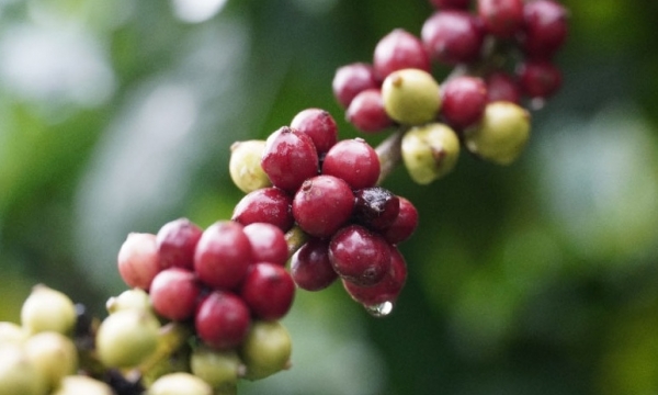 Giá cà phê hôm nay 5/11: Xu hướng tăng