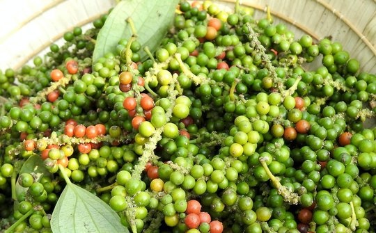 Giá tiêu hôm nay ngày 5/11: Duy trì ổn định