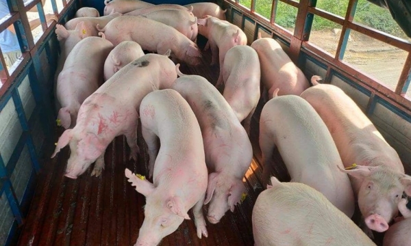 Giá heo hơi hôm nay 7/11: Biến động không đồng nhất