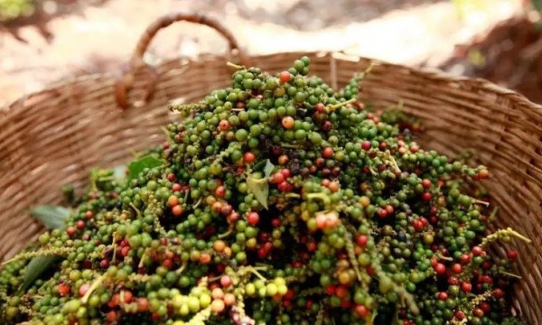 Giá tiêu hôm nay 7/11: Thị trường ổn định