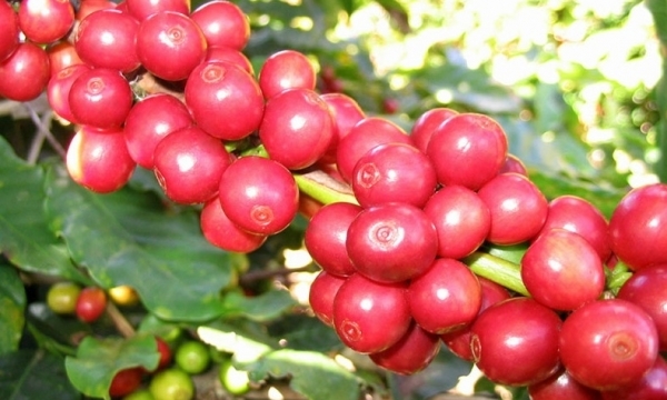 Giá cà phê hôm nay 11/11: Thị trường trong nước tiếp tục tăng