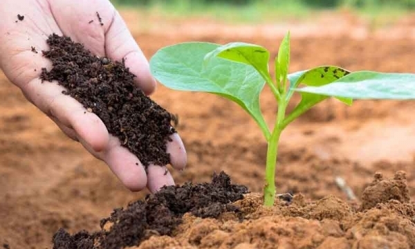 Giá phân bón hôm nay 12/11: Giao dịch ảm đạm