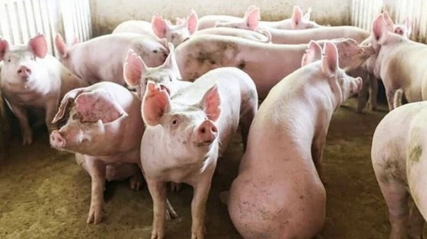 Giá heo hơi hôm nay 14/11: Giảm rải rác