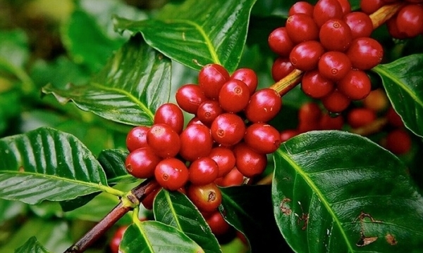 Giá cà phê hôm nay 18/11: Thị trường trong nước giảm sâu
