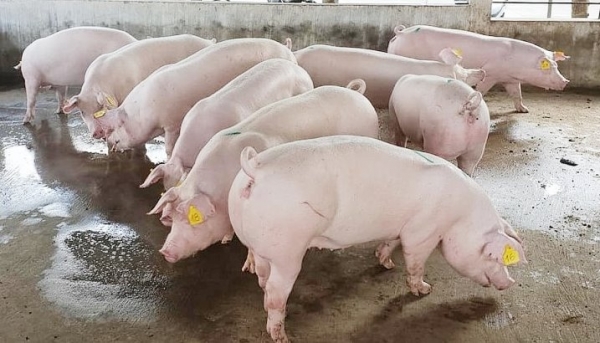 Giá heo hơi hôm nay 18/11: Giảm rải rác ở một vài địa phương