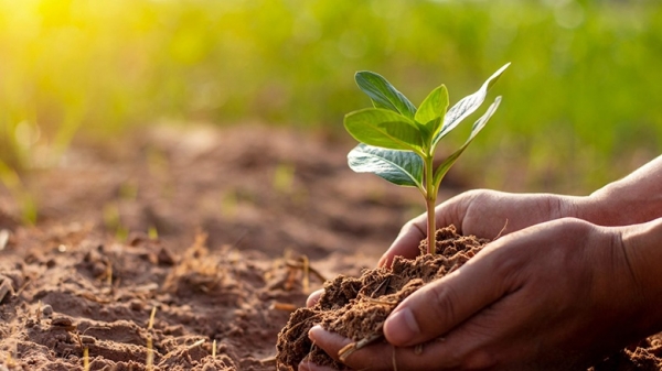 Giá phân bón hôm nay 19/11: NPK Hàn Quốc tạm chững