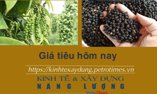 Giá tiêu hôm nay 9/1: Tiếp tục ổn định