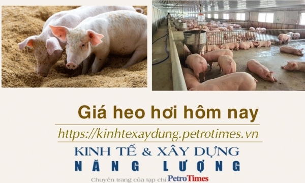 Giá heo hơi hôm nay 12/1: Tiếp tục tăng rải rác