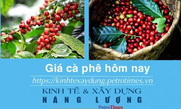 Giá cà phê hôm nay 15/1: Arabica giảm nhẹ