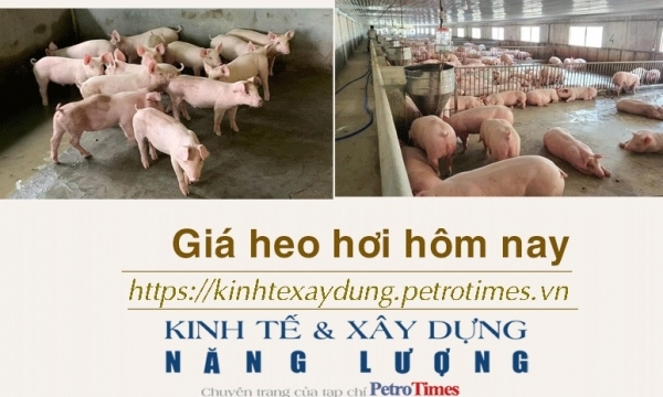 Giá heo hơi hôm nay 15/1: Đi ngang trên diện rộng