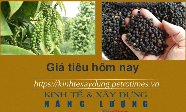 Giá tiêu hôm nay 16/1: Thị trường lặng sóng