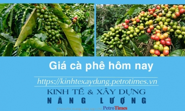 Giá cà phê hôm nay 19/1: Quay đầu giảm