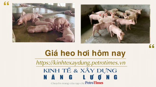 Giá heo hơi hôm nay 19/1: Tăng rải rác