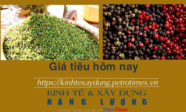 Giá tiêu hôm nay 19/1: Tăng phiên thứ 4 liên tiếp