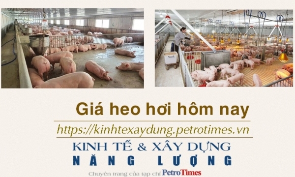Giá heo hơi hôm nay 21/1: Tăng mạnh trong tuần qua