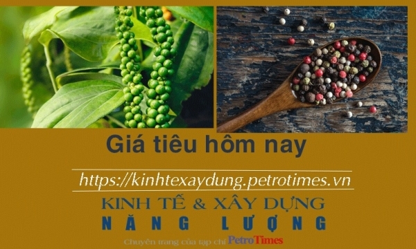 Giá tiêu hôm nay 22/1: Giữ ổn định