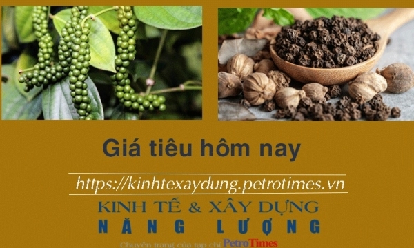 Giá tiêu hôm nay 25/1: Giảm tại Đông Nam Bộ