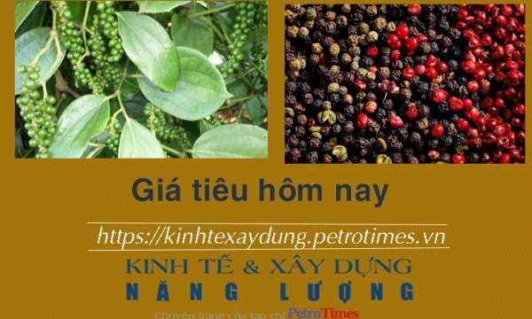 Giá tiêu hôm nay 28/1: Thị trường thế giới chững lại