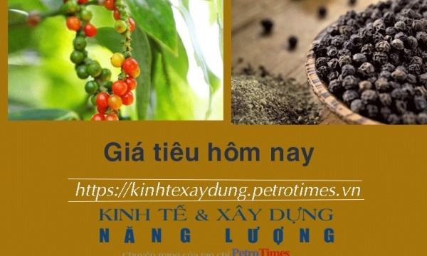 Giá tiêu hôm nay 1/2: Tăng tại Bình Phước