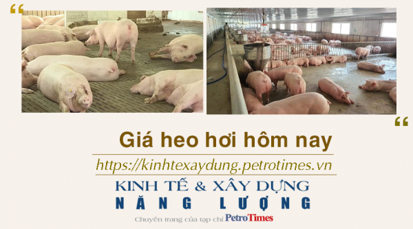 Giá heo hơi hôm nay 10/2: Đi ngang trên diện rộng