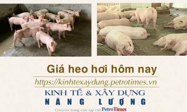Giá heo hơi hôm nay 13/2: Tiếp tục lặng sóng