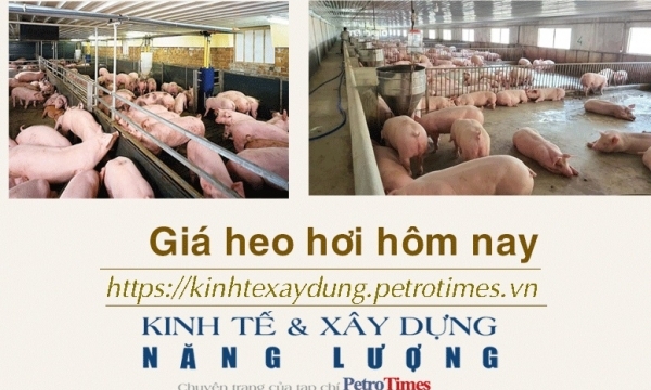 Giá heo hơi hôm nay 14/2: Nối dài chuỗi ngày đi ngang