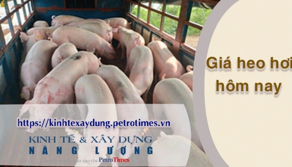 Giá heo hơi hôm nay 17/2: Giảm trên cả nước