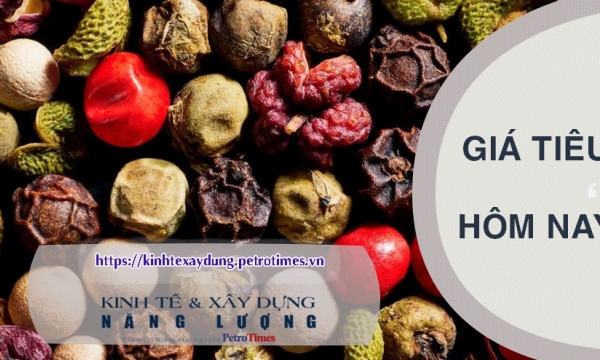 Giá tiêu hôm nay 17/2: Trong nước tiếp tục tăng