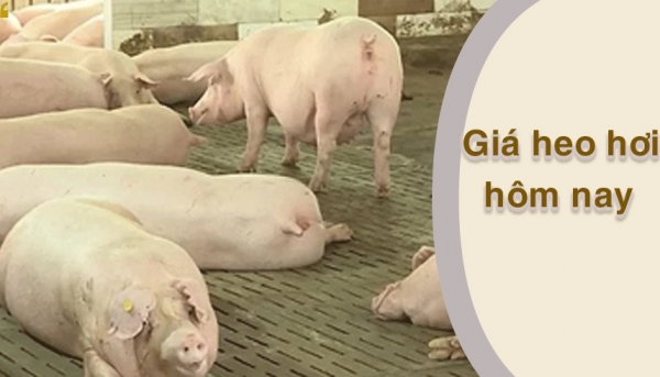 Giá heo hơi hôm nay 21/2: Miền Nam tăng cao