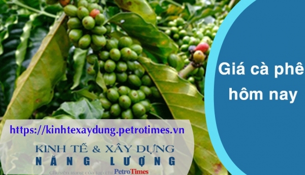 Giá cà phê hôm nay 22/2: Robusta sắc xanh quay trở lại