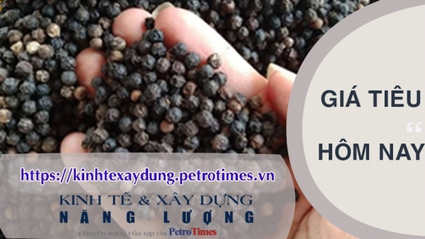 Giá tiêu hôm nay 24/2: Thị trường chững lại