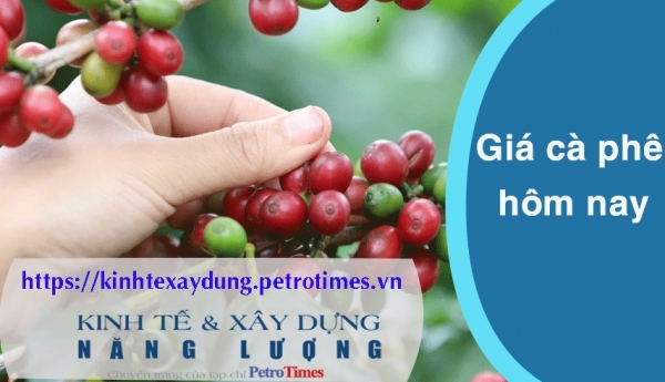 Giá cà phê hôm nay 25/2: Giảm ngày thứ hai liên tiếp