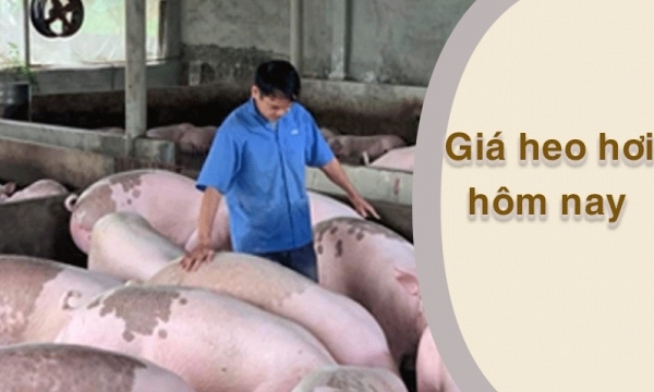 Giá heo hơi hôm nay 25/2: Biến động trái chiều
