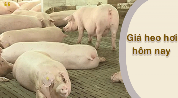 Giá heo hơi hôm nay 27/2: Tăng rải rác ở phía Nam