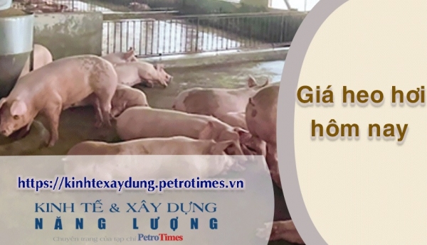 Giá heo hơi hôm nay 10/3: Miền Bắc - Trung ổn định, miền Nam tăng