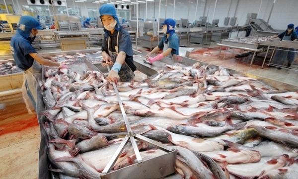 CPTPP vượt Mỹ trở thành thị trường tiêu thụ cá tra lớn thứ 2 của Việt Nam