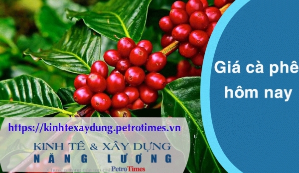 Giá cà phê hôm nay 8/4: Tăng trở lại, vượt mốc 103.000 đồng