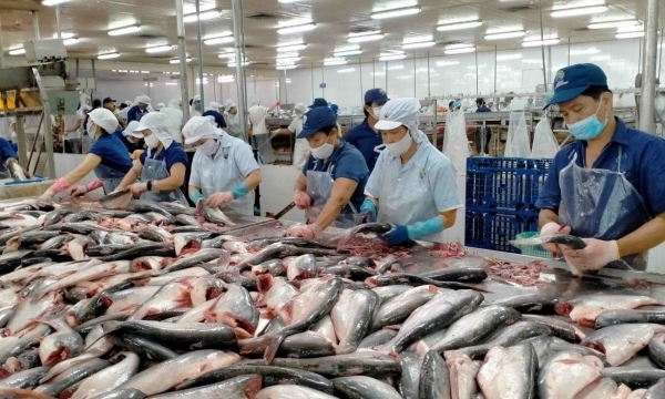 Xuất khẩu cá tra sang UAE tăng mạnh