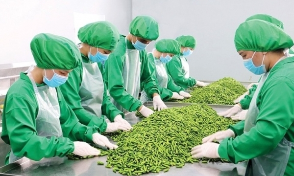 Xuất khẩu rau quả: Cần tuân theo 'luật chơi' của thị trường