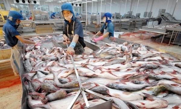 Làm gì để cá tra thâm nhập sâu hơn vào thị trường EU?