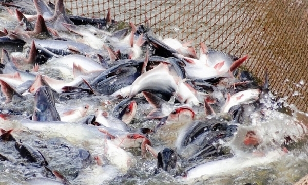 Những đối thủ 'nặng ký' của cá tra Việt Nam