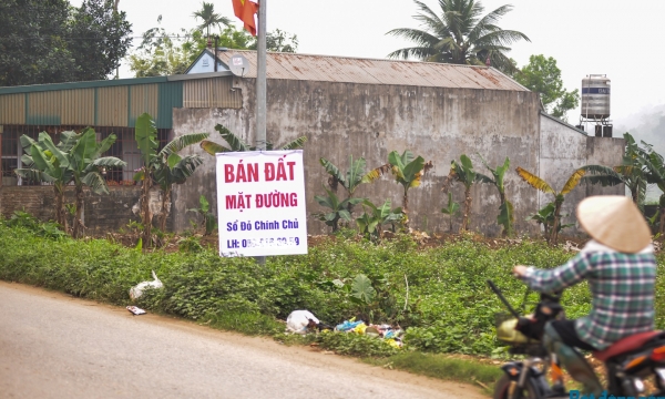 Sau thập kỷ 'ngủ đông', đất Ba Vì 'sốt' trở lại