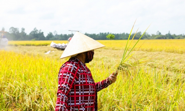 A An đưa gạo sạch, an toàn đến với người tiêu dùng