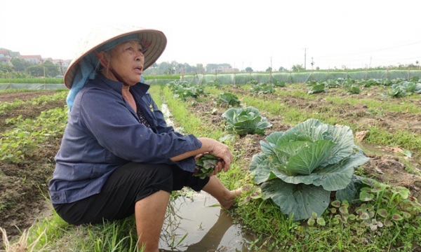 Báo động tình trạng sốt “ảo” đất nông nghiệp vùng ven đô Hà Nội