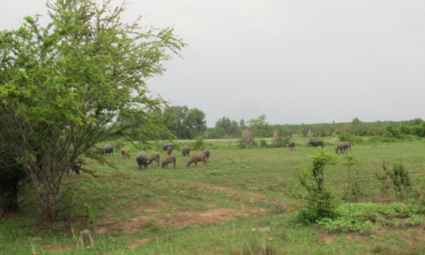 TP. Hồ Chí Minh: Điều chỉnh chính sách bồi thường tại Công viên Sài Gòn Safari và 4 dự án khác
