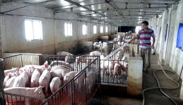 'Bão' giá thức ăn, hộ chăn nuôi nhỏ lẻ bỏ nghề vì 'càng nuôi càng lỗ'