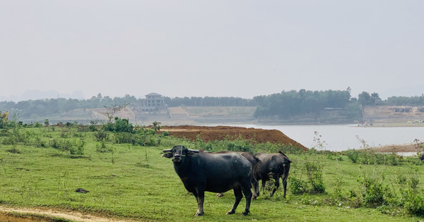 Sốt đất khắp nơi: Đất ven ao, bãi trâu gặm cỏ được hét giá lên đến 4 triệu đồng/m2... người dân treo biển 'đất tranh chấp không mua bán' để khỏi bị hỏi mua