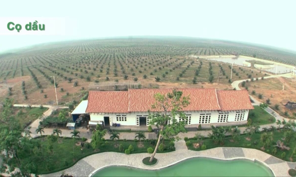 Hoàng Anh Gia Lai (HAG): Bán đi 'đứa con' nông nghiệp, quy mô tài sản giảm phân nửa, doanh thu cũng chỉ bằng ¼ cùng kỳ với 284 tỷ đồng