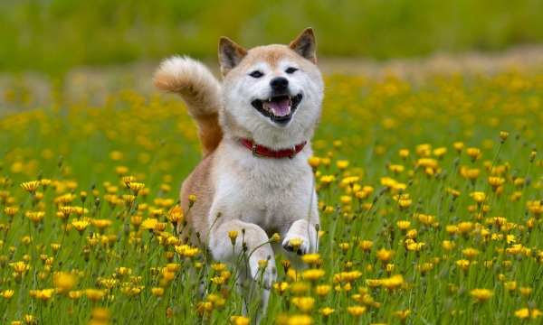 Cơn sốt kỳ lạ 'ảo mà thật': 'Coin chó' tăng gần 800% trong 1 tháng, người người nhà nhà đổ xô tìm nuôi cún Shiba Inu